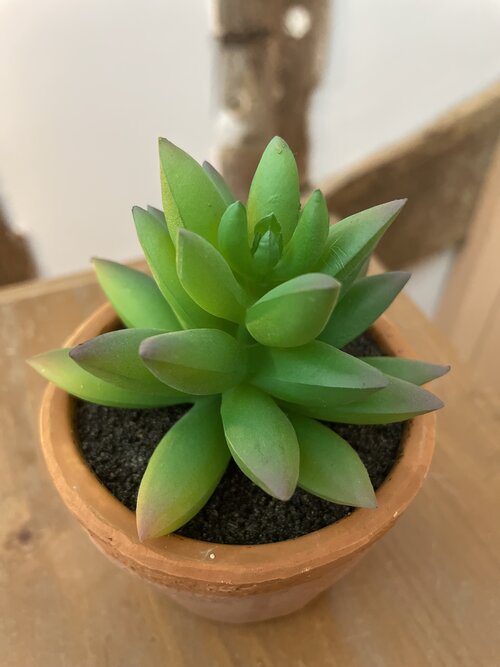 Faux Mini Succulent
