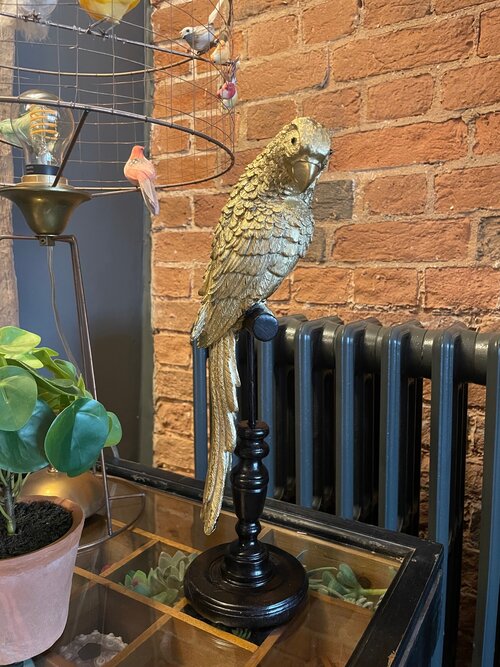 Tropical Gold Parrot on a Perch