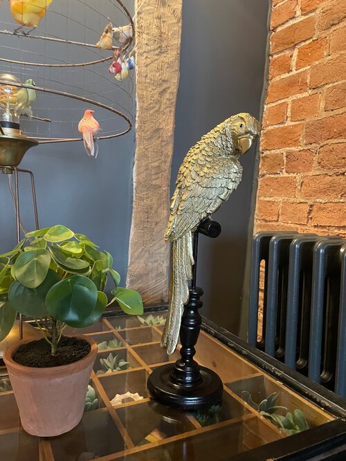 Tropical Gold Parrot on a Perch