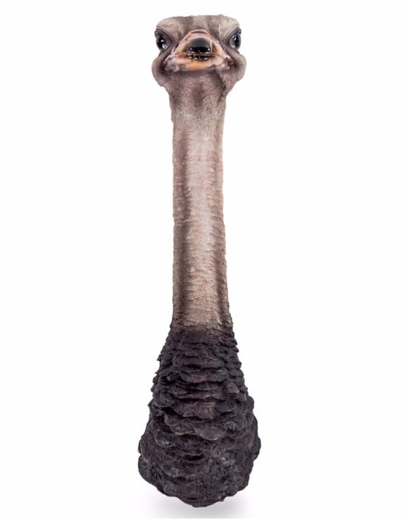 Wall Mounted Head - Serious Ostrich