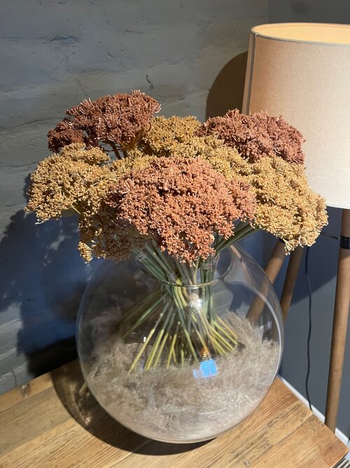 Faux Cow Parsley in Dark Brown - 3 Bunches