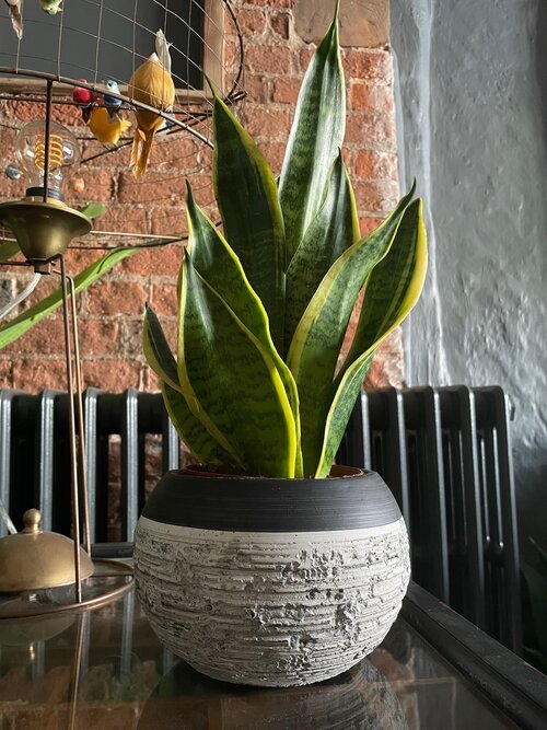 Rustic Bi-Colour Planter - 2 Sizes