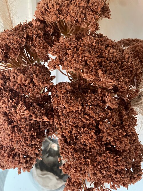Faux Cow Parsley in Dark Brown - 3 Bunches
