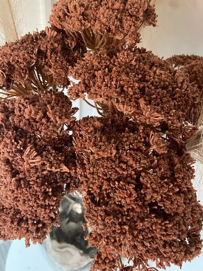 Faux Cow Parsley in Dark Brown - 3 Bunches