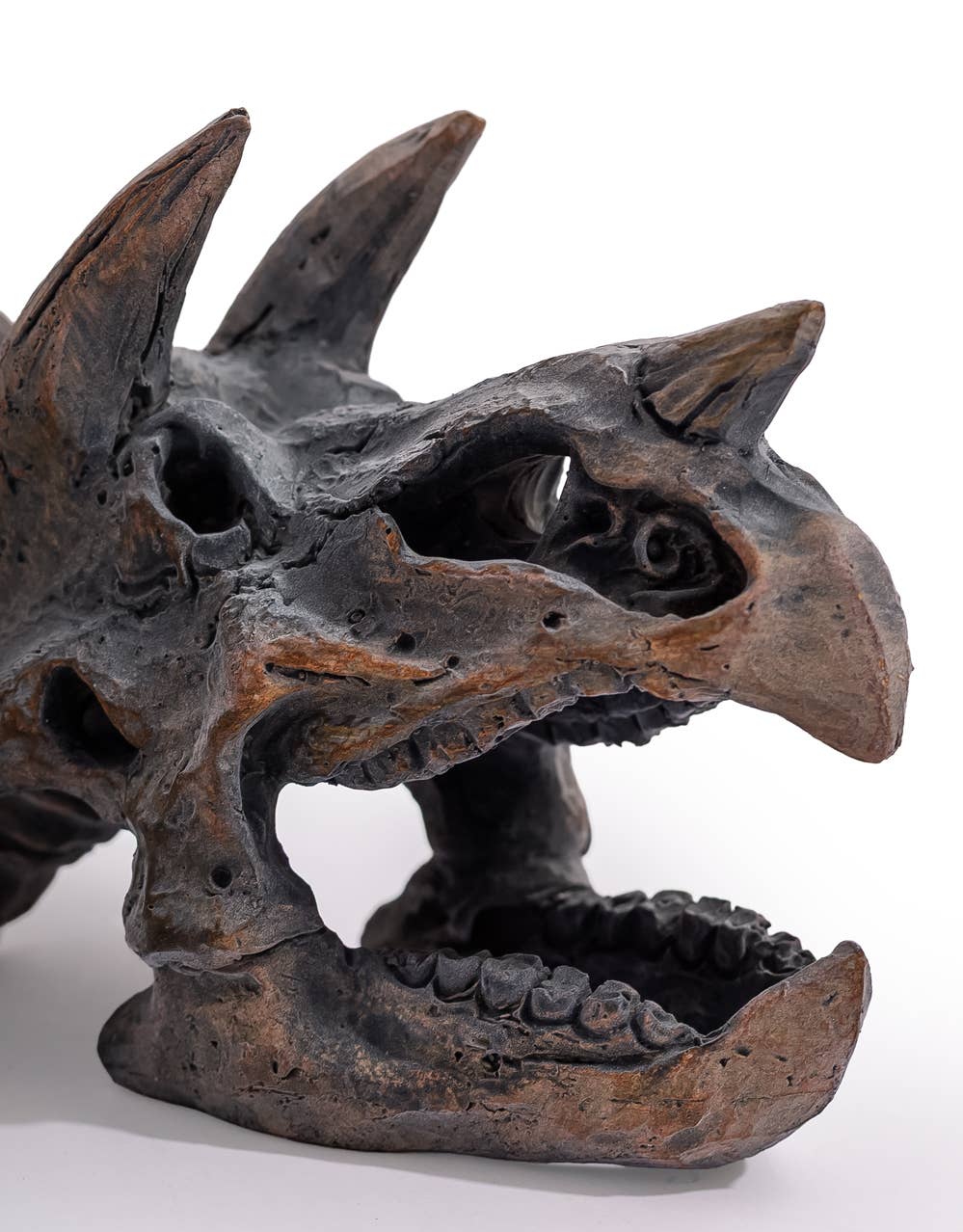 Triceratops Skull Table Decor