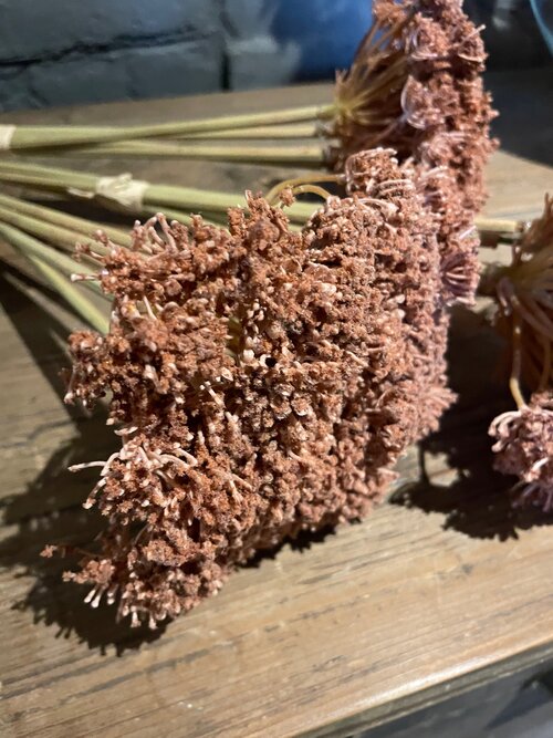 Faux Cow Parsley in Dark Brown - 3 Bunches