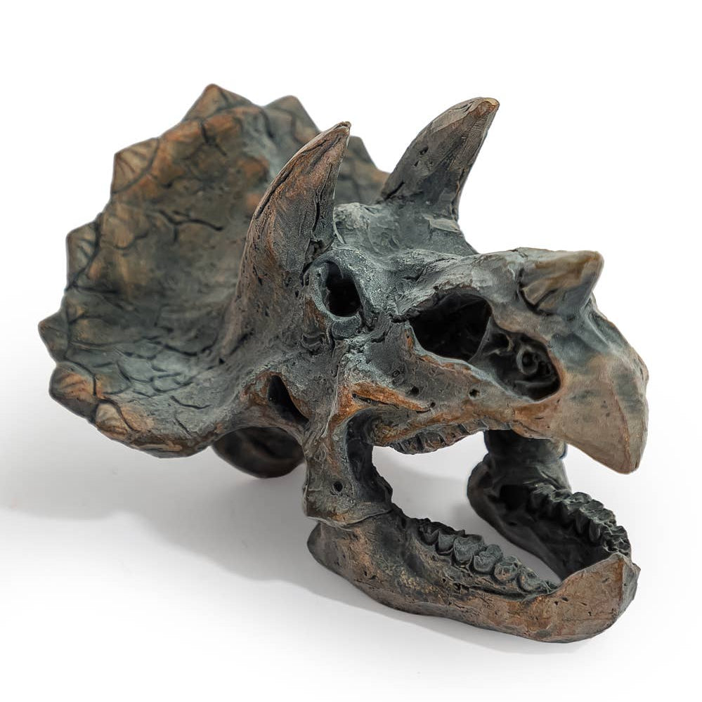 Triceratops Skull Table Decor