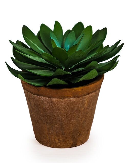 Faux Flat Leaf Succulent