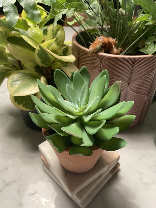 Faux Flat Leaf Succulent