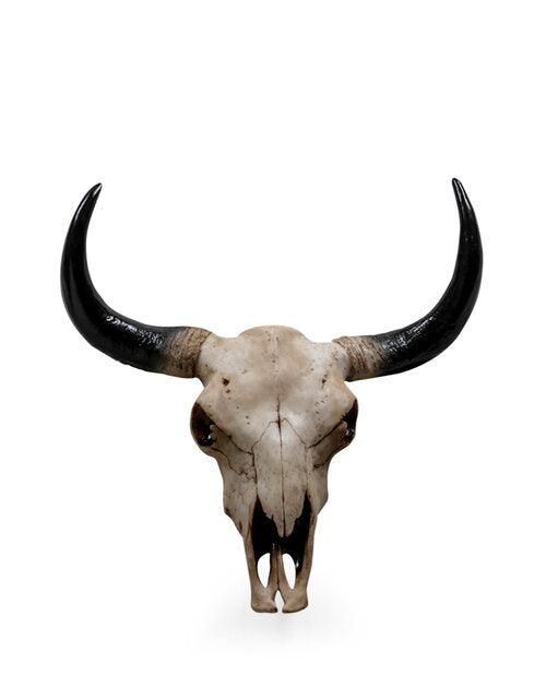 Wall Mounted Bison Head Skull Large
