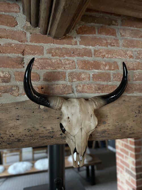 Wall Mounted Bison Head Skull Large