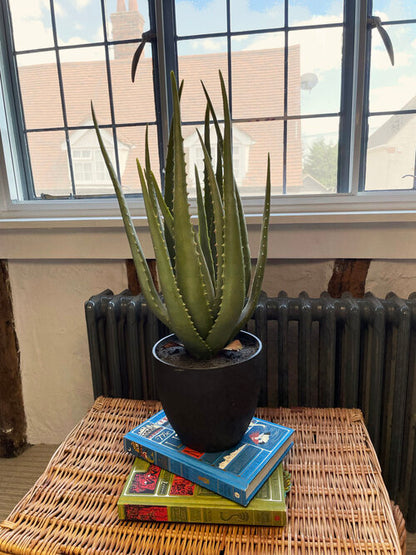 Faux Aloe Vera Plant