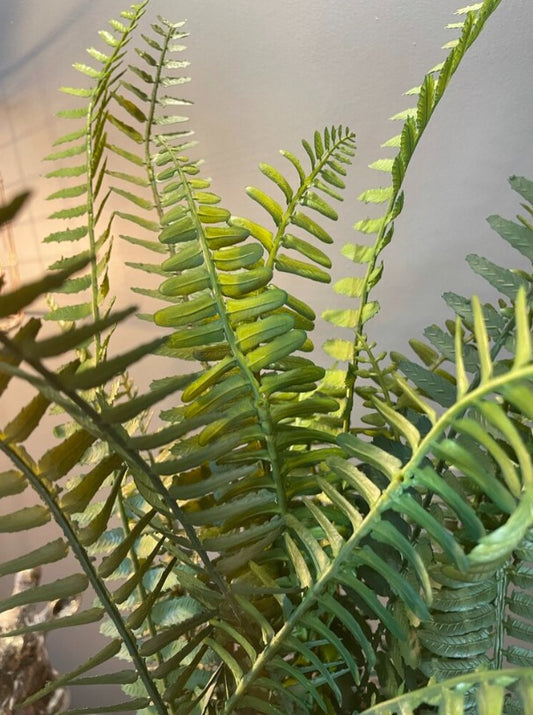 Faux Potted Fern - Grey Pot