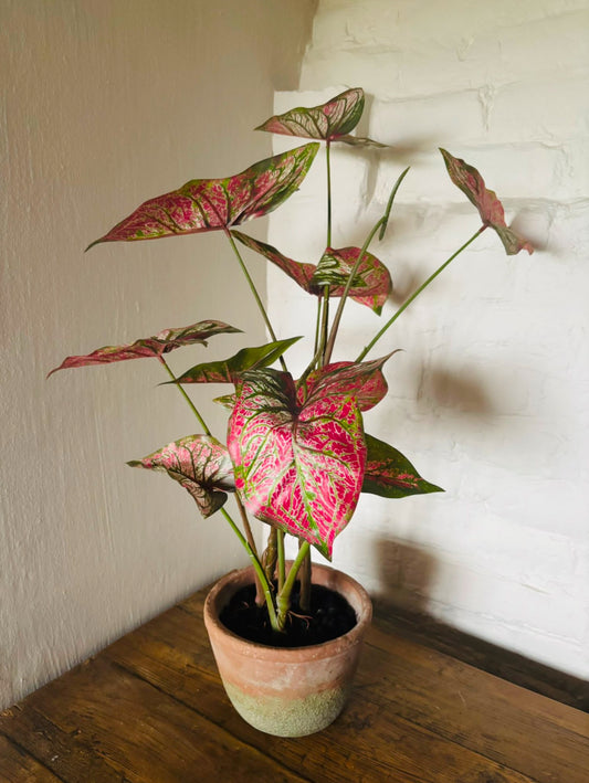 Faux Potted Caladium Plant