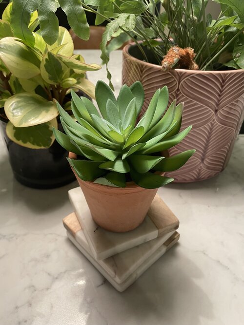 Faux Flat Leaf Succulent