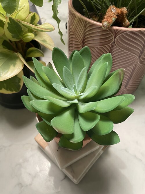 Faux Flat Leaf Succulent