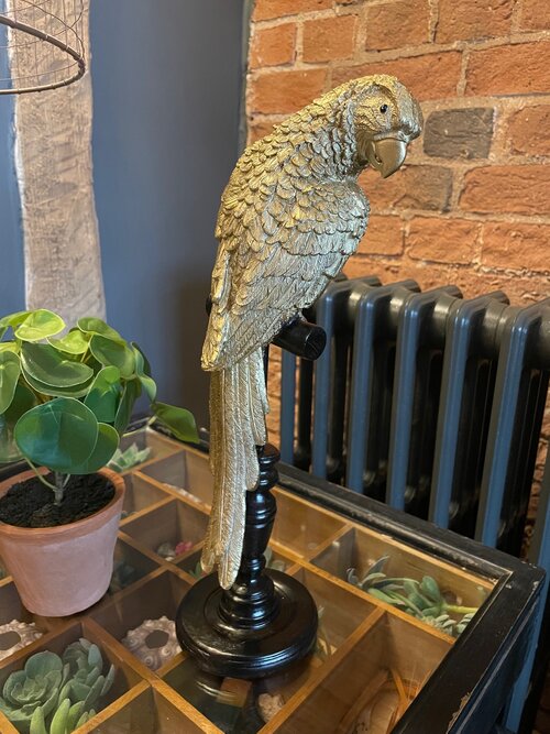 Tropical Gold Parrot on a Perch
