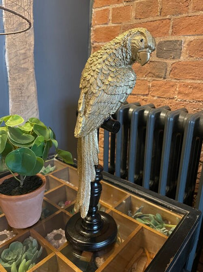Tropical Gold Parrot on a Perch