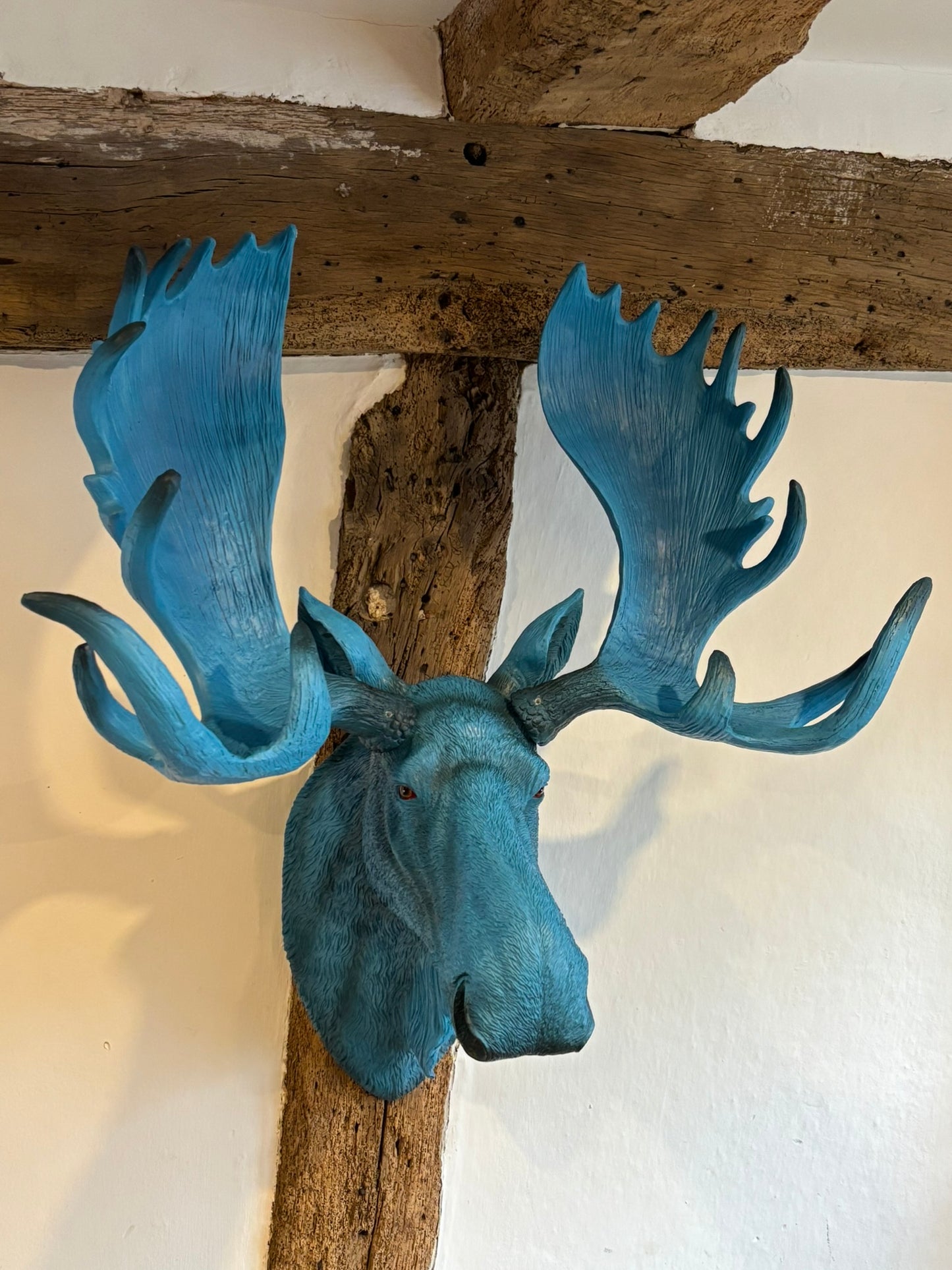 Wall Mounted Head - Marvin The Electric Blue Moose