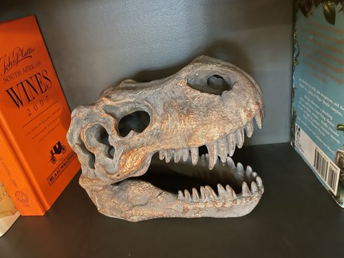 Tabletop T-Rex Skull