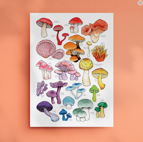 Print - A3 Mushroom Rainbow