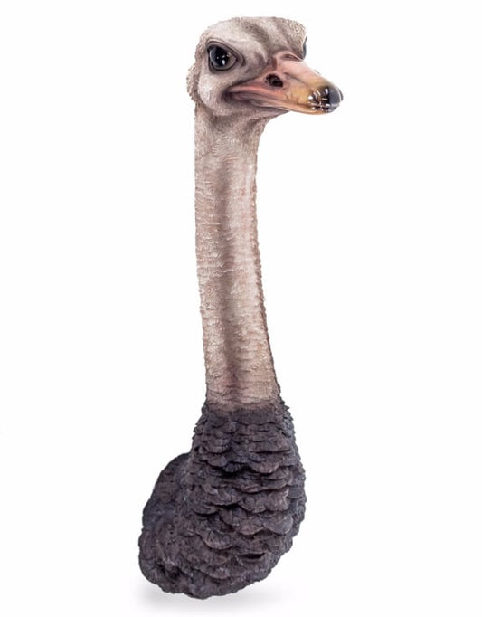 Wall Mounted Head - Serious Ostrich