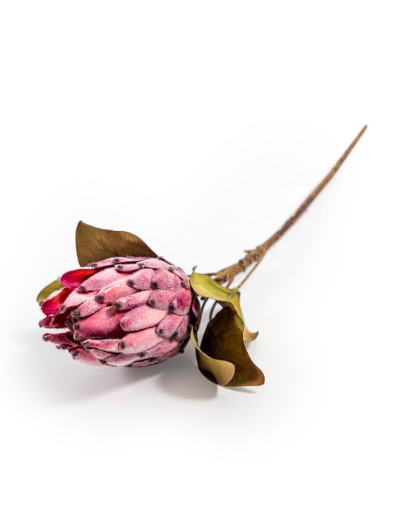 Faux Protea Stems - Set Of 3