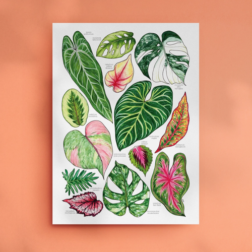 Print - A3 Tropical Plant