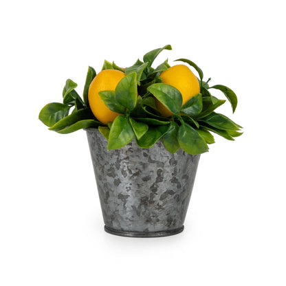 Mini Citrus Oranges In A Tin